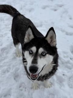 Enlarge Garnet, a ADOPTABLE Husky in Ionia, MI image 6/6