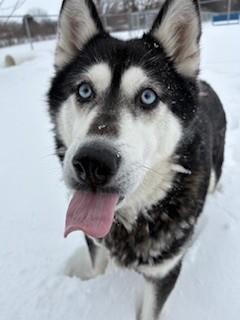 Enlarge Garnet, a ADOPTABLE Husky in Ionia, MI image 3/6