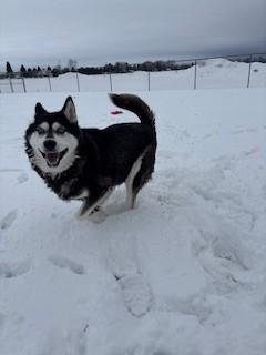Enlarge Garnet, a ADOPTABLE Husky in Ionia, MI image 5/6
