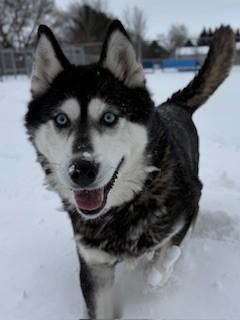 Enlarge Garnet, a ADOPTABLE Husky in Ionia, MI image 4/6