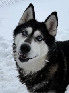 Enlarge Garnet, a ADOPTABLE Husky in Ionia, MI image 1/6