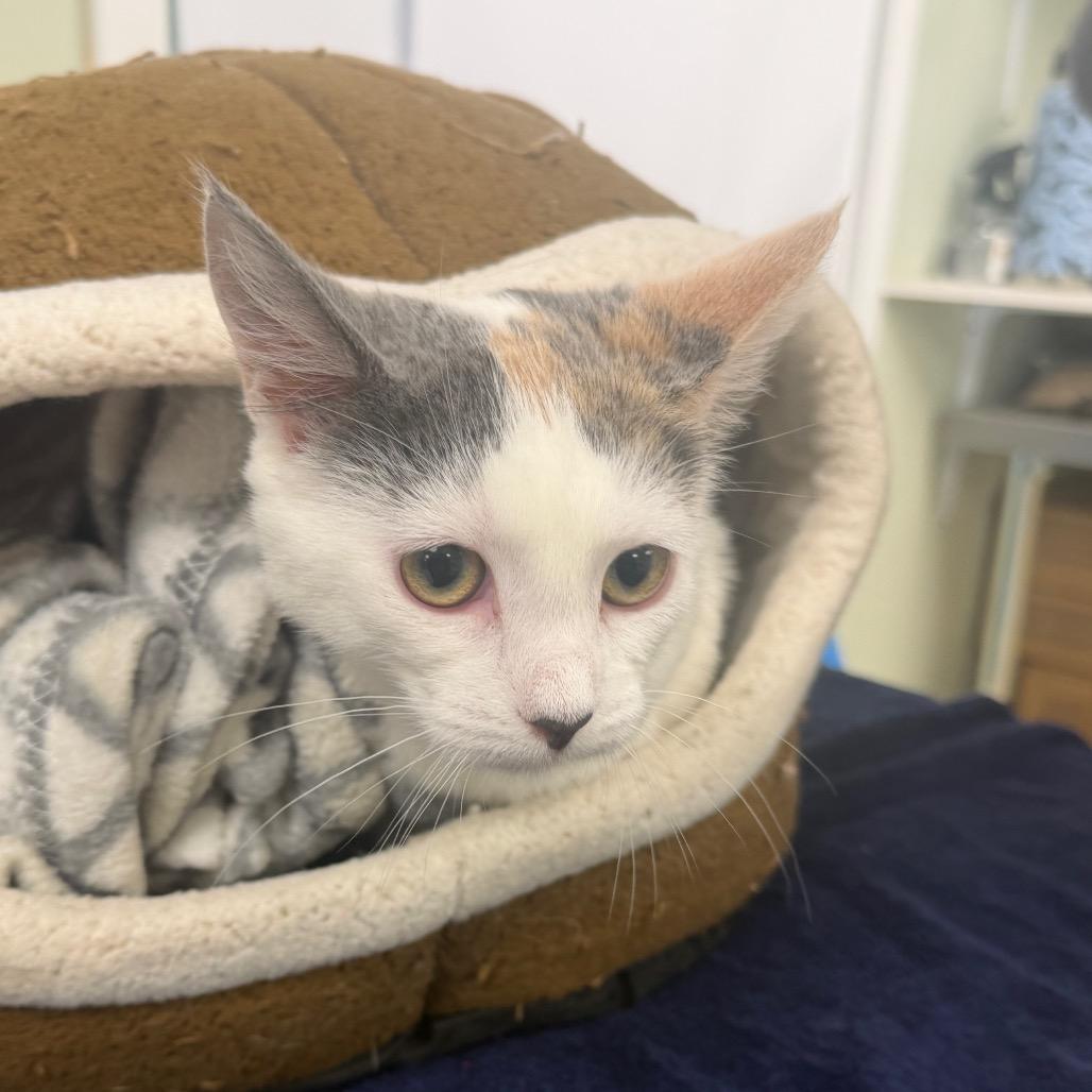 Moon Pie, Adoptable, Kitten Female Domestic Short Hair.