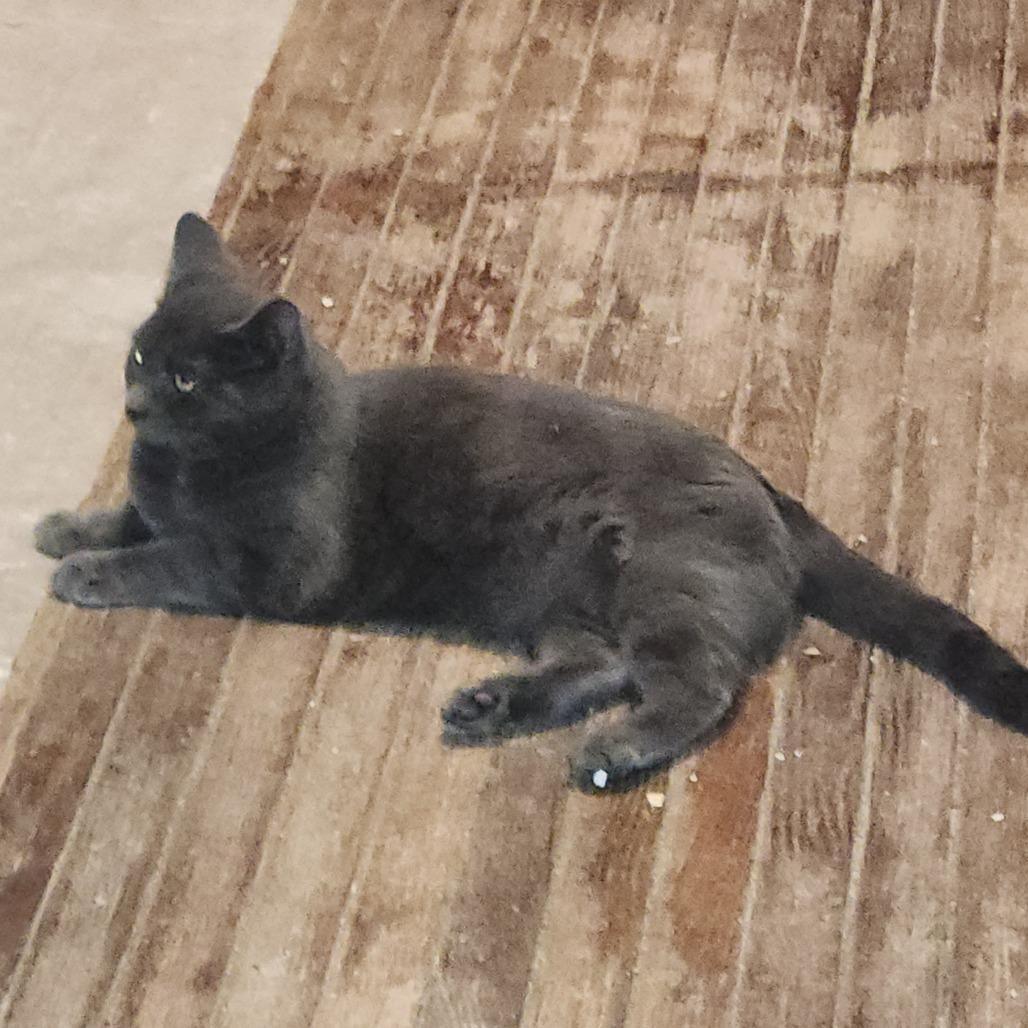 Enlarge Dream, a Adoptable Domestic Short Hair in Johnstown, PA image 2/2