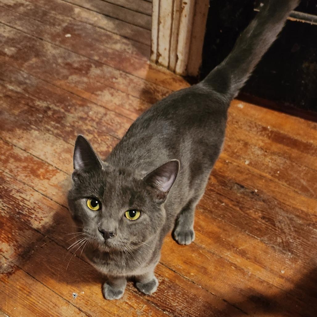 Dream, Adoptable, Young Male Domestic Short Hair.