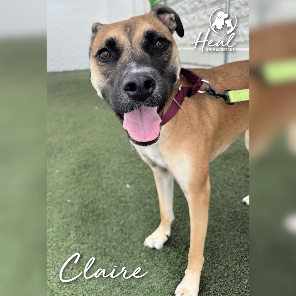 Claire, Adoptable, Adult Female Terrier.