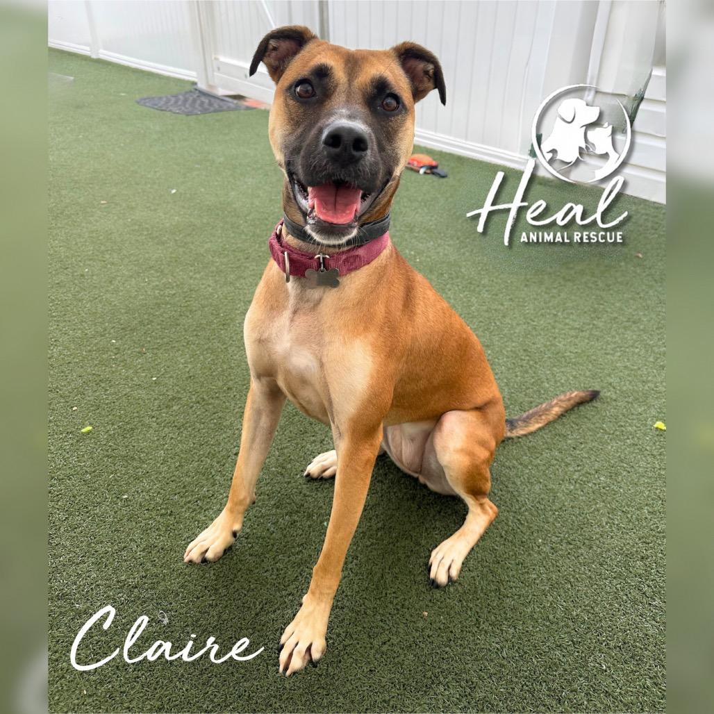 Enlarge Claire, a Adoptable Terrier in Youngwood, PA image 4/4