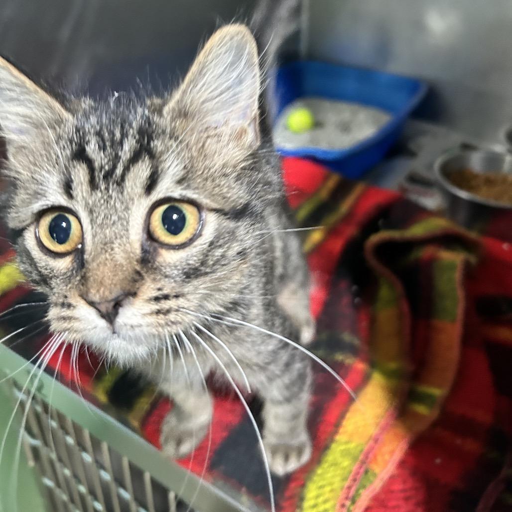 Enlarge Dolly, a Adoptable Domestic Medium Hair in Newport, NC image 1/2