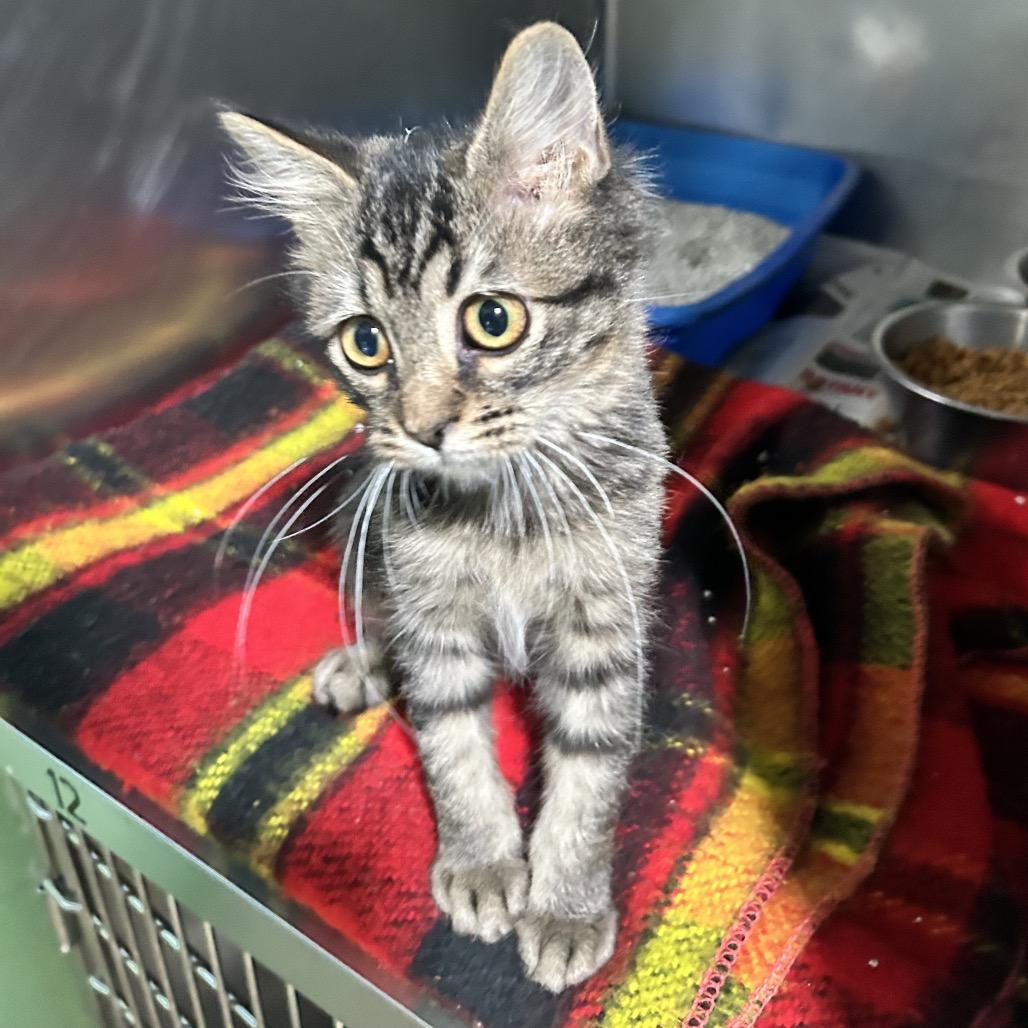 Enlarge Dolly, a Adoptable Domestic Medium Hair in Newport, NC image 2/2