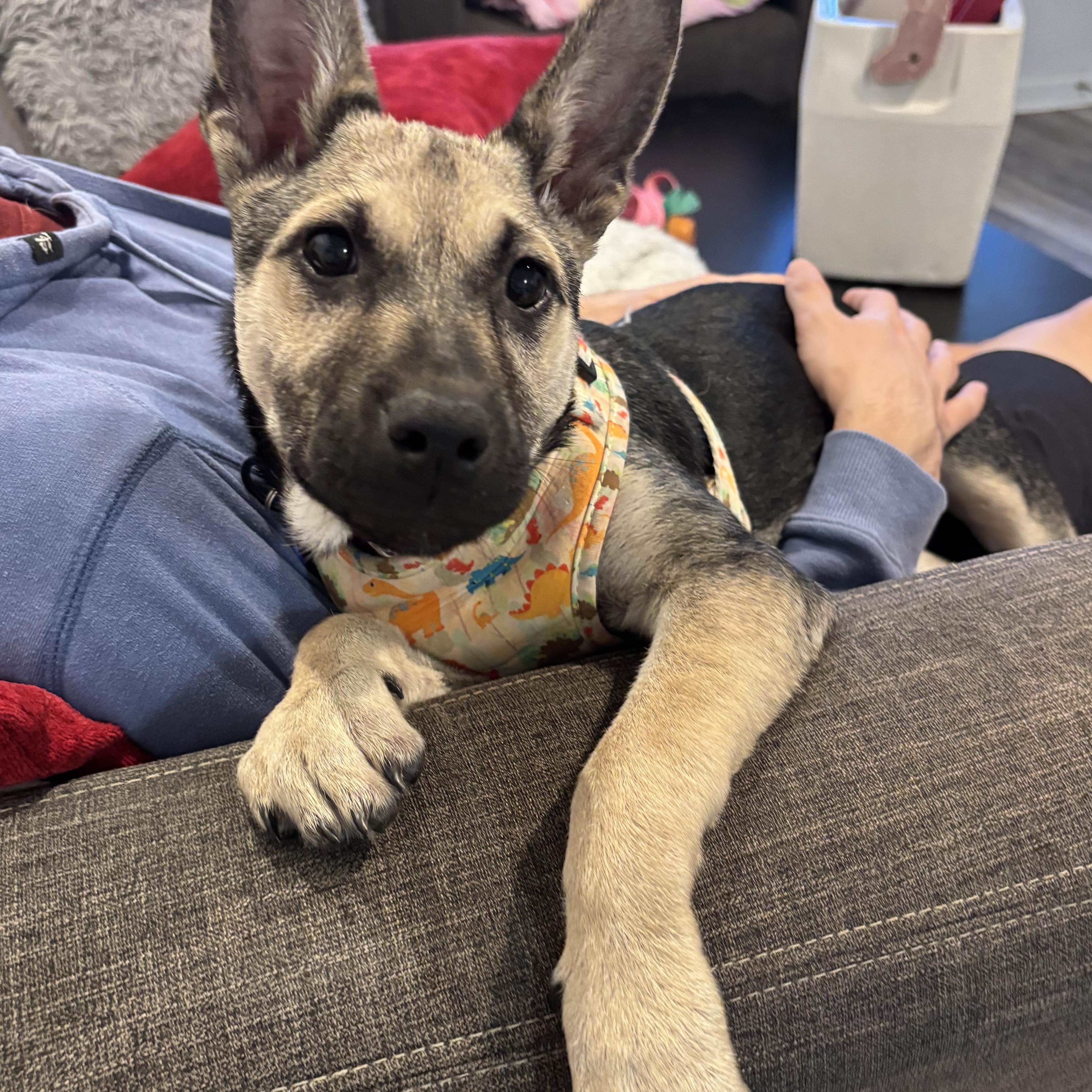 Enlarge Elena, a ADOPTABLE mixed breed in Tallahassee, FL image 1/4