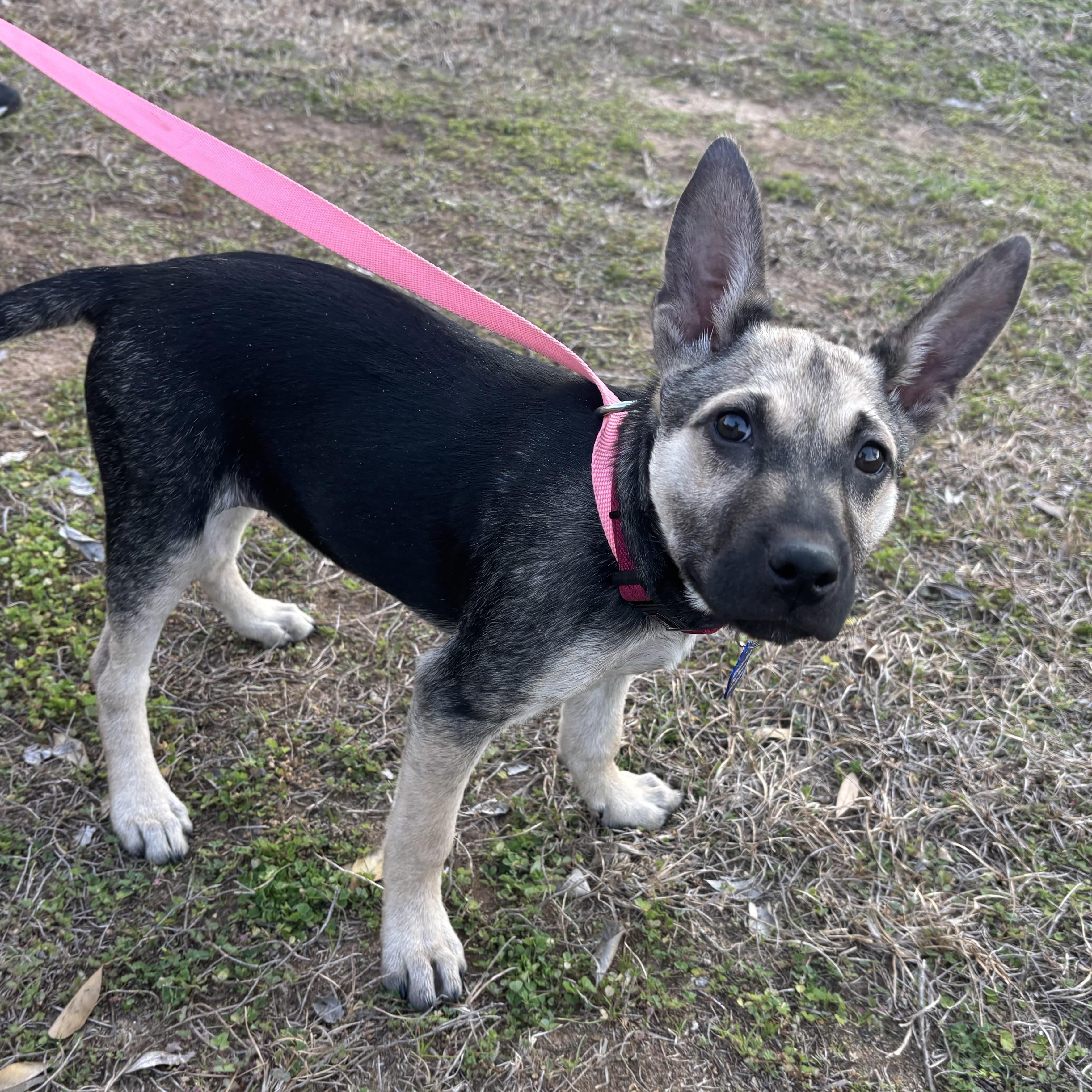 Enlarge Elena, a ADOPTABLE mixed breed in Tallahassee, FL image 4/4