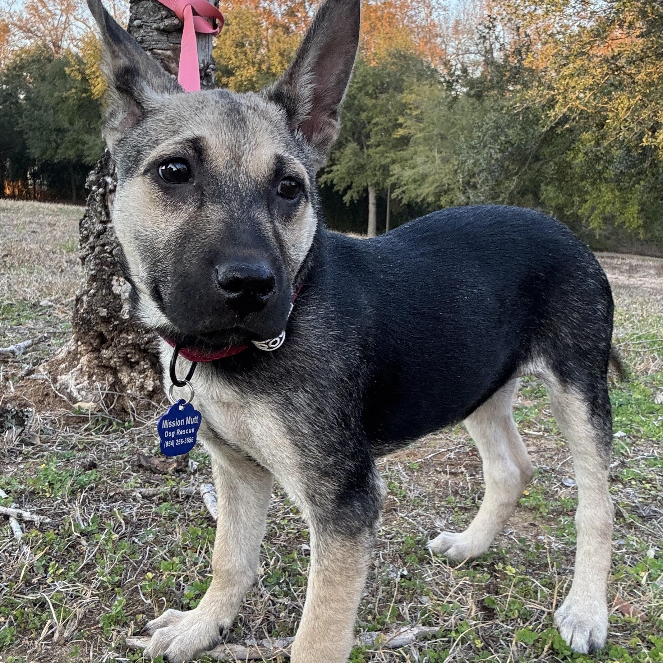 Enlarge Elena, a ADOPTABLE mixed breed in Tallahassee, FL image 3/4