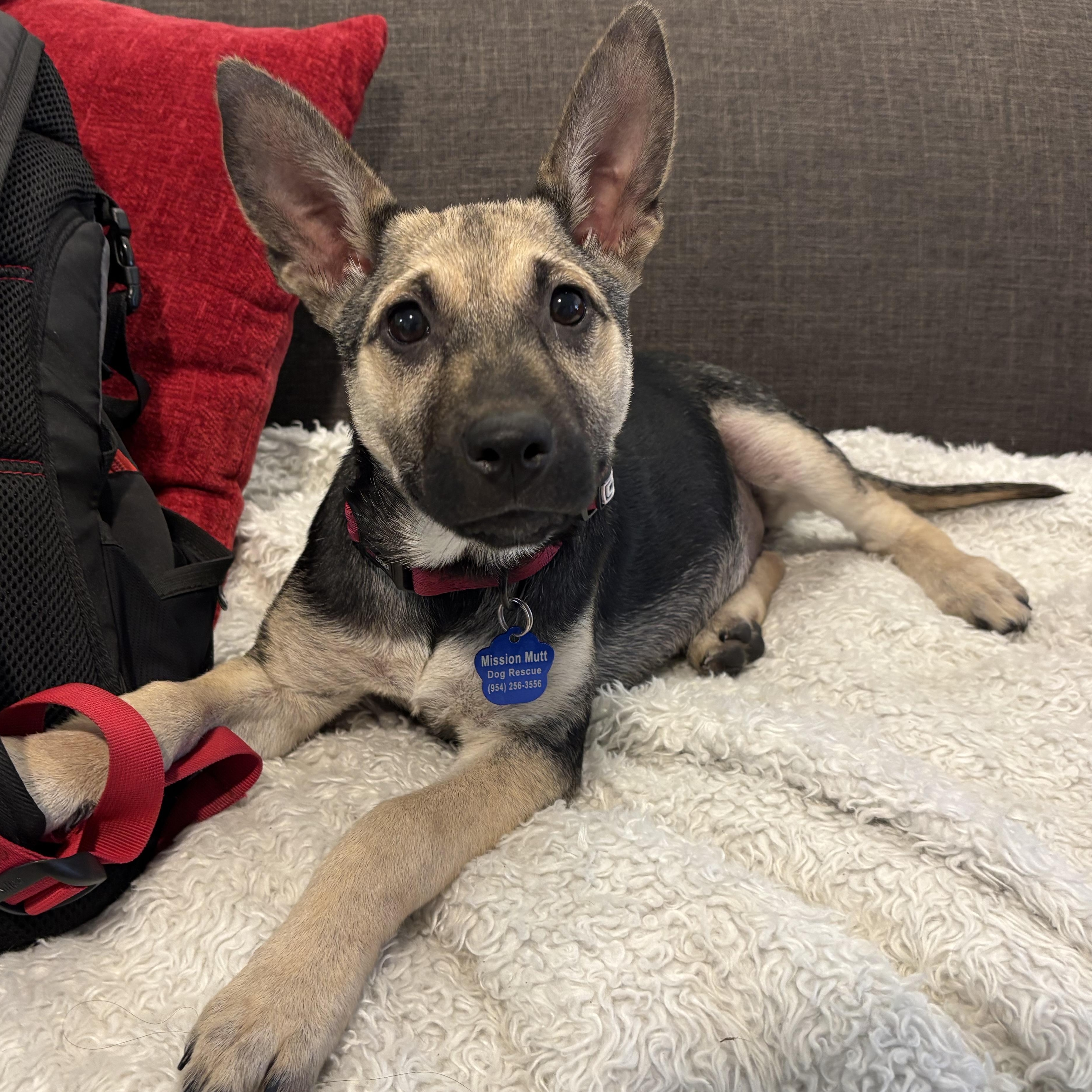 Enlarge Elena, a ADOPTABLE mixed breed in Tallahassee, FL image 2/4