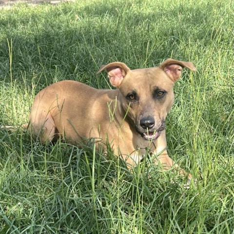Enlarge CRISSY, a Adoptable mixed breed in Conroe, TX image 1/1