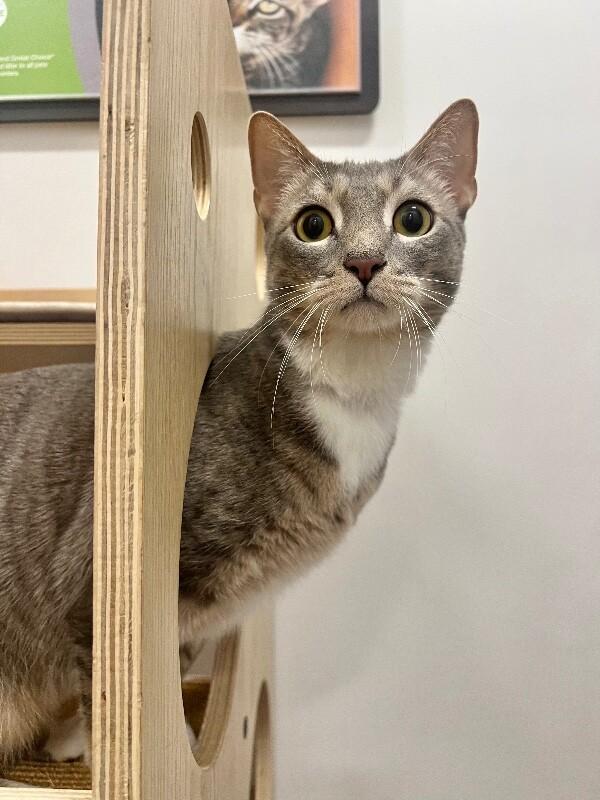 Keurig, Adoptable, Adult Female Domestic Short Hair.