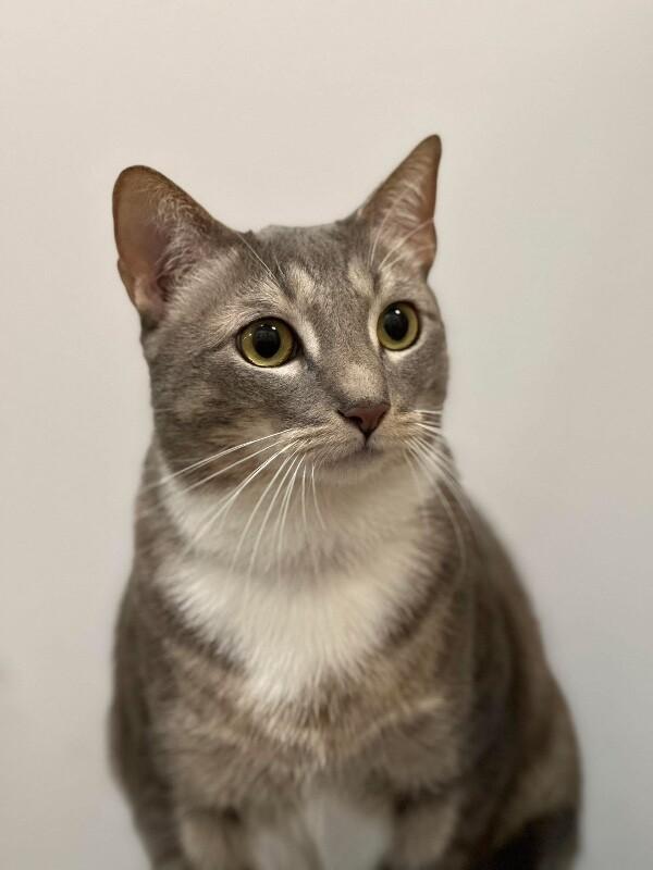 Enlarge Keurig, a Adoptable Domestic Short Hair in North Babylon, NY image 2/3