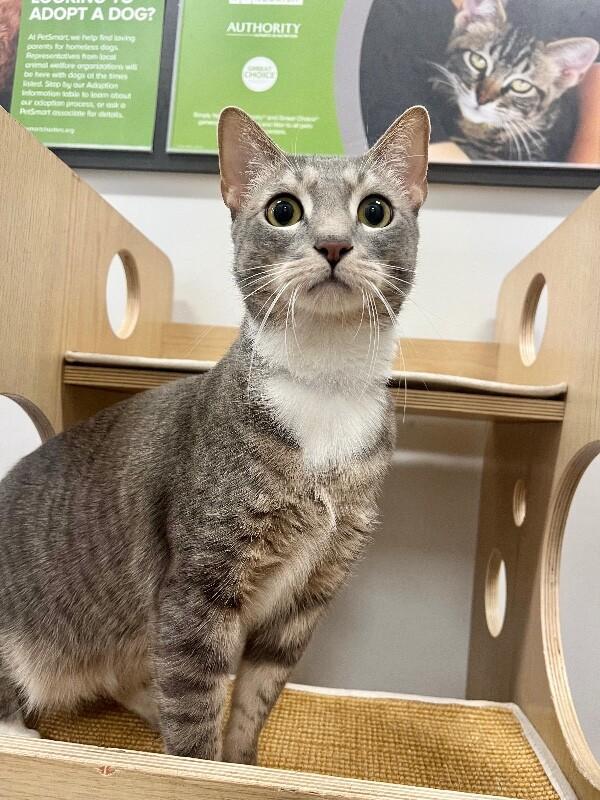 Enlarge Keurig, a Adoptable Domestic Short Hair in North Babylon, NY image 3/3