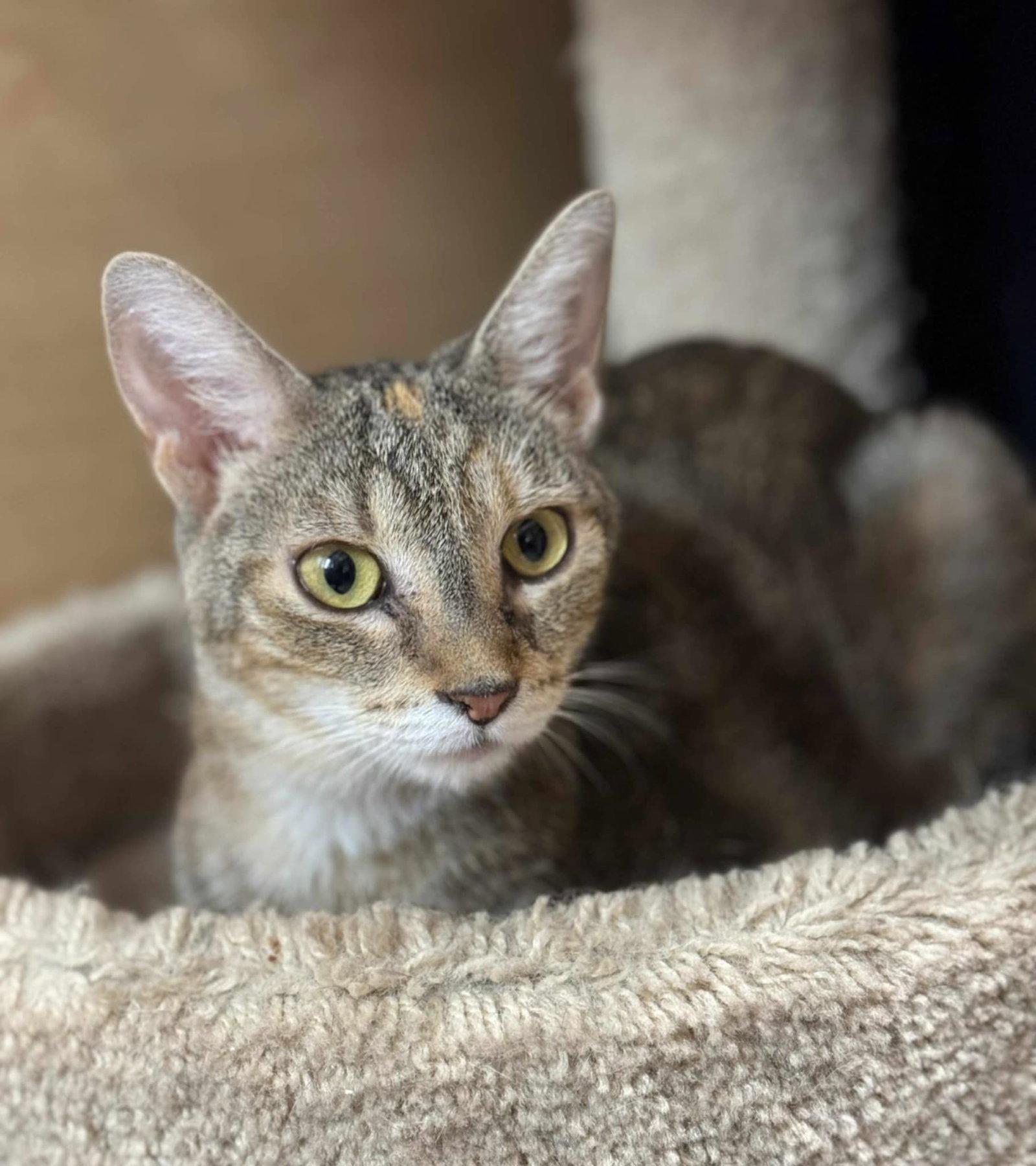 Enlarge Spice, an adopted mixed breed in Keswick, ON image 3/3