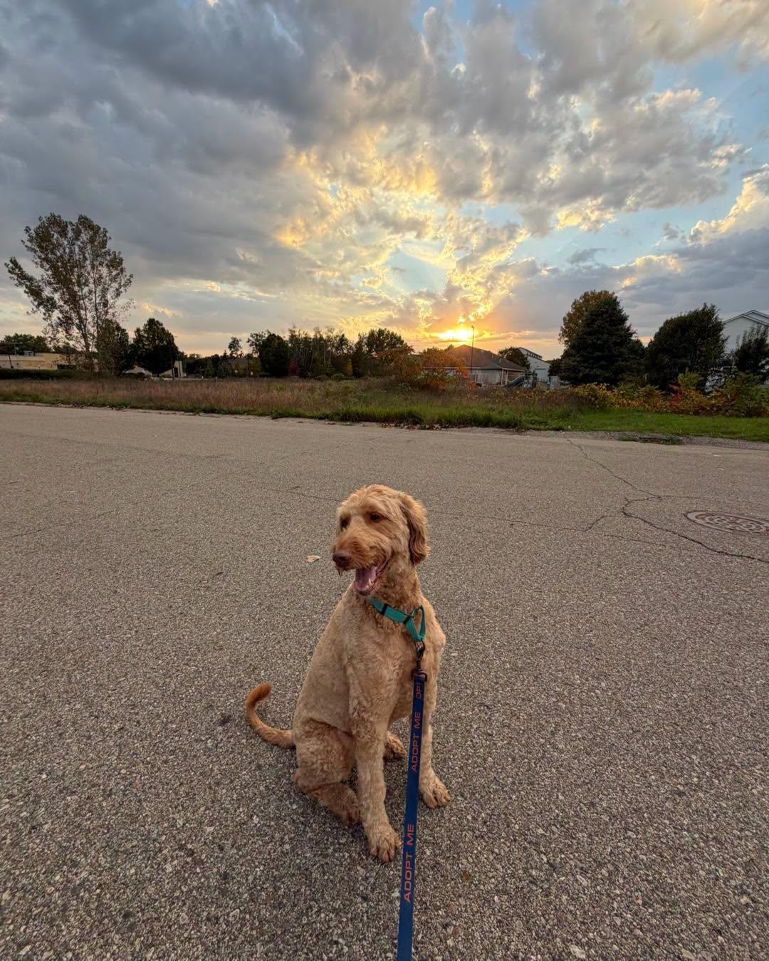 Ravioli, Adoptable, Adult Male Golden Retriever & Standard Poodle.