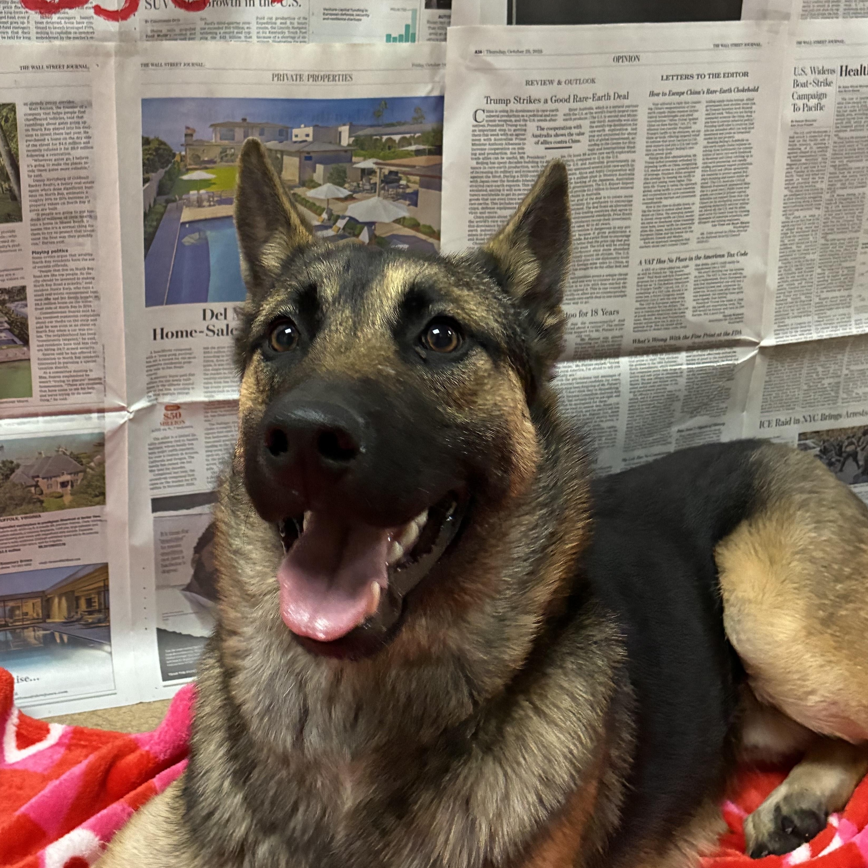 Enlarge TJ, an adopted German Shepherd Dog in Chickasha, OK image 2/3