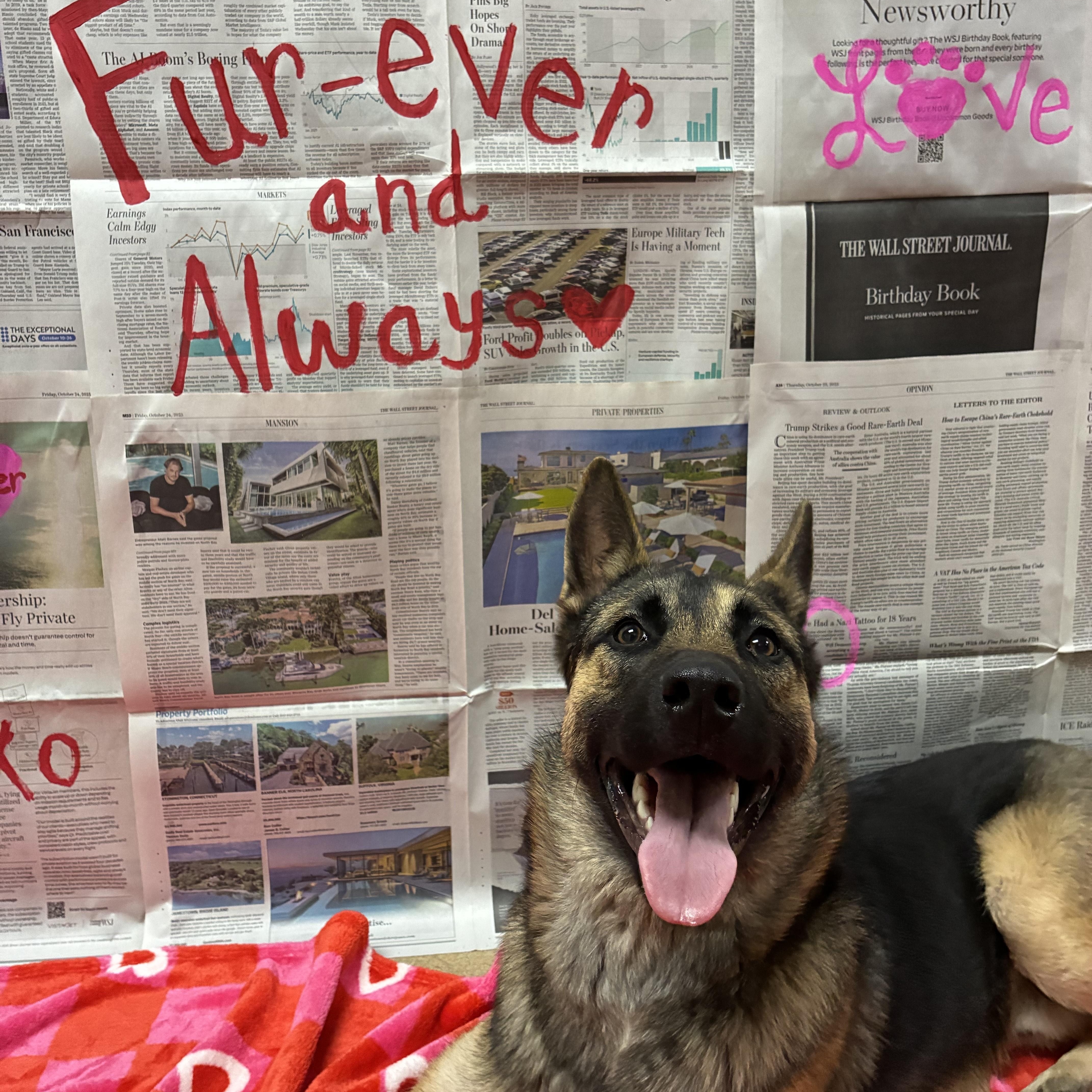 TJ, adopted, Adult Male German Shepherd Dog.