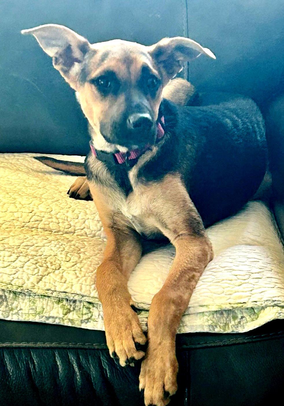 Chillie, Adoptable, Puppy Female Shepherd & Terrier.