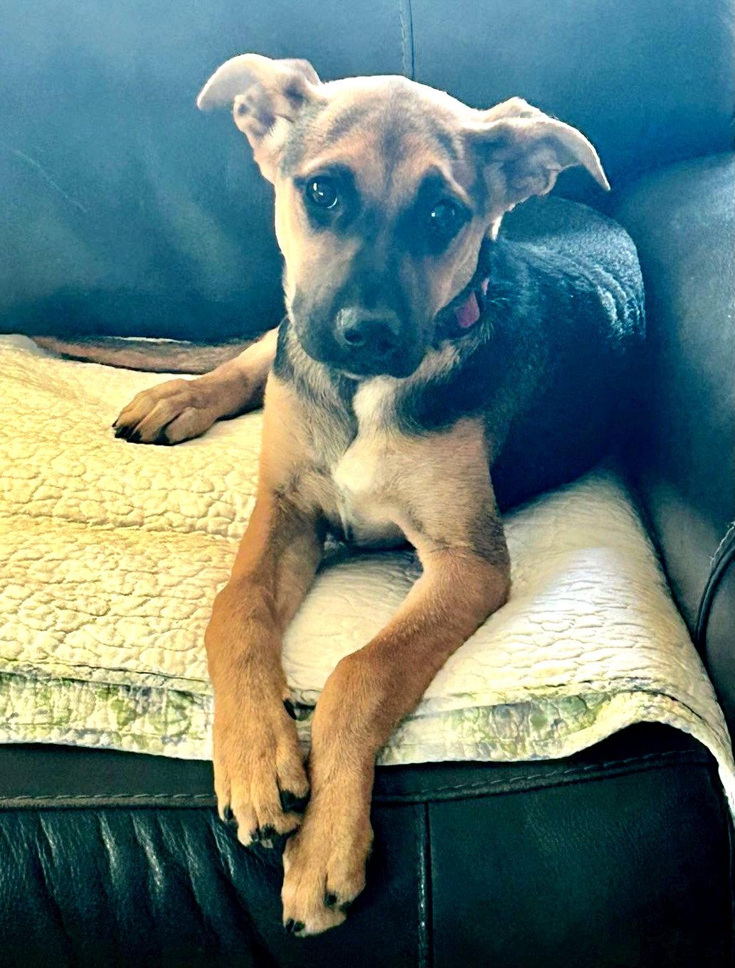 Enlarge Chillie, a Adoptable mixed breed in San Diego, CA image 2/3