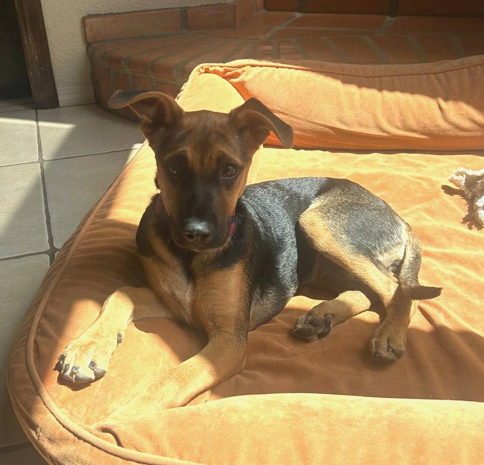 Enlarge Chillie, a Adoptable mixed breed in San Diego, CA image 3/3