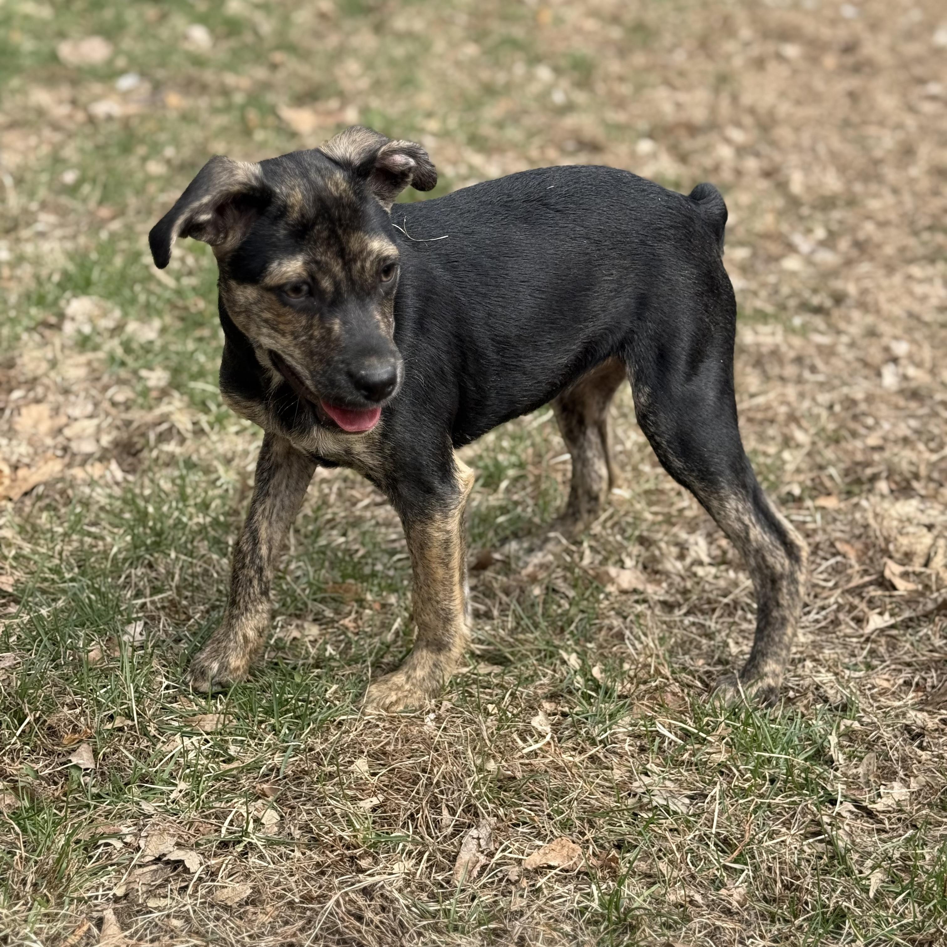 Enlarge Pippa, a Adoptable mixed breed in Davenport, IA image 6/6