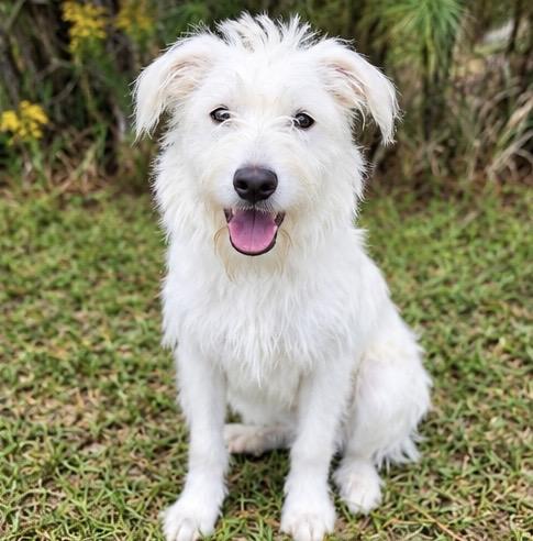 Goose, Adoptable, Young Male Poodle & Terrier.