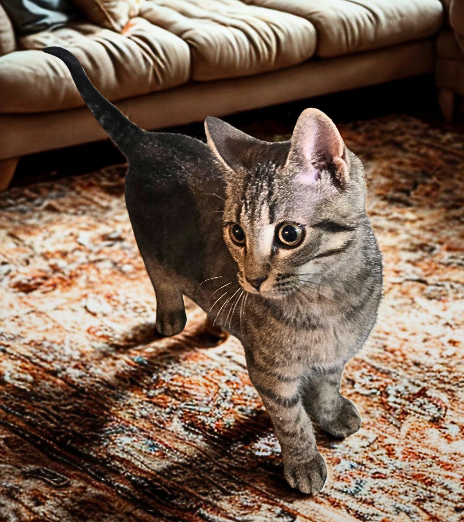 Enlarge Okini, an adopted Domestic Short Hair in Nottingham, MD image 3/3