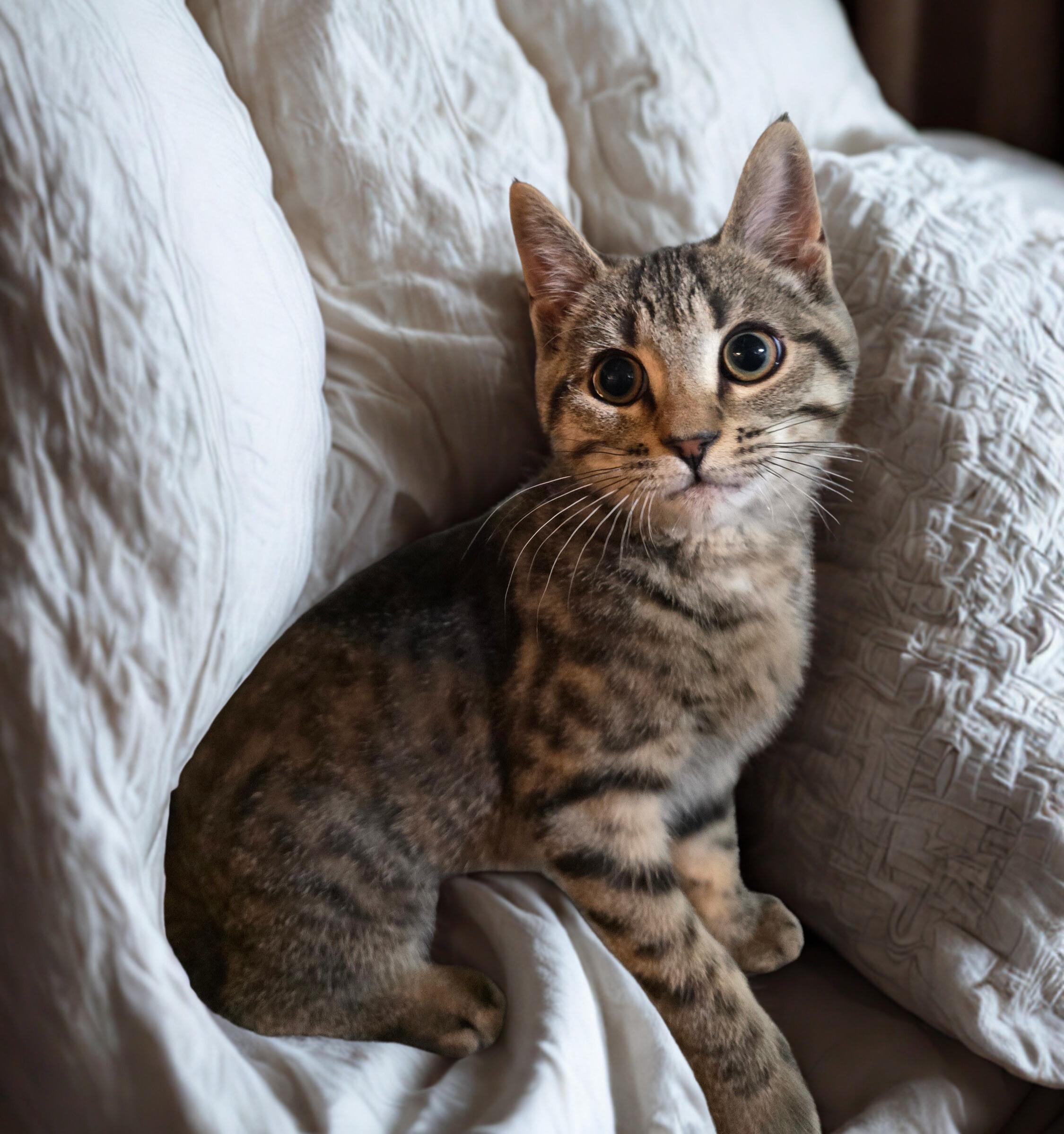 Enlarge Okini, an adopted Domestic Short Hair in Nottingham, MD image 1/3