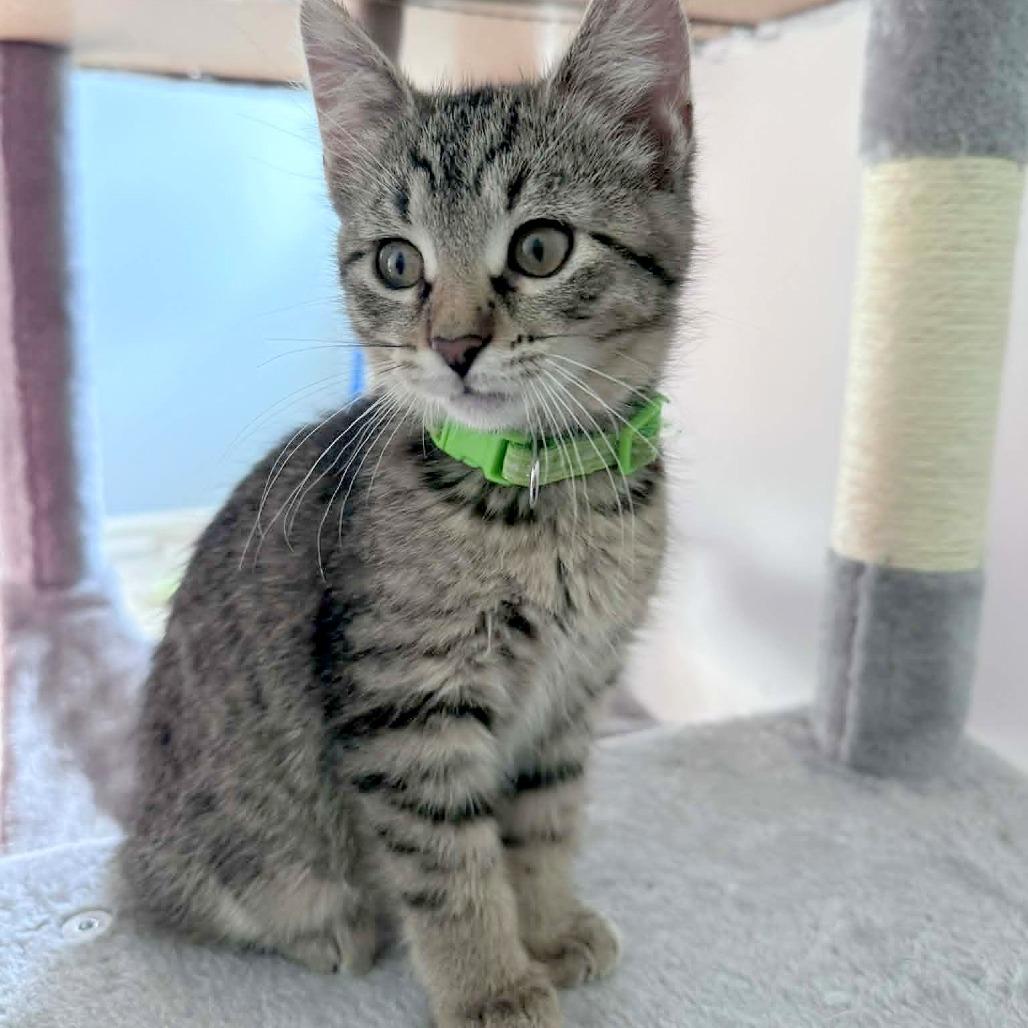 Robin, Adoptable, Kitten Female Domestic Short Hair.