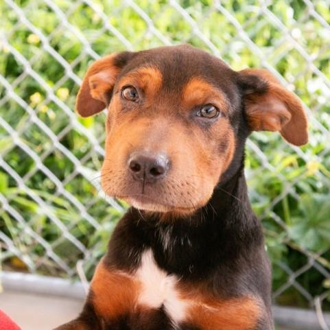 Raisen, adopted, Young Male Doberman Pinscher & Shar-Pei.