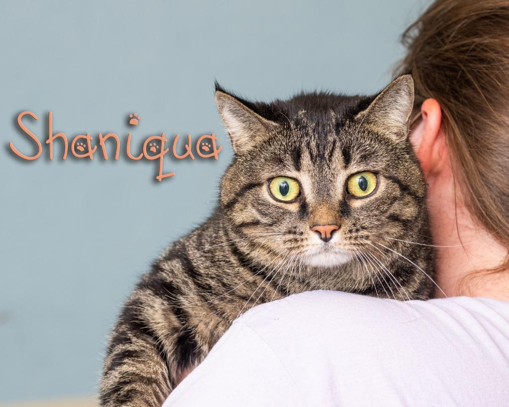 Shaniqua, ADOPTABLE, Adult Female Domestic Short Hair.