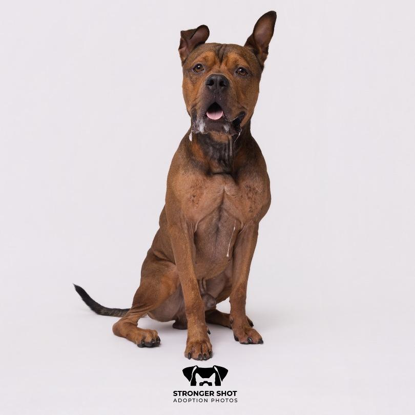 Enlarge Rocky, a Adoptable mixed breed in Tampa, FL image 1/6