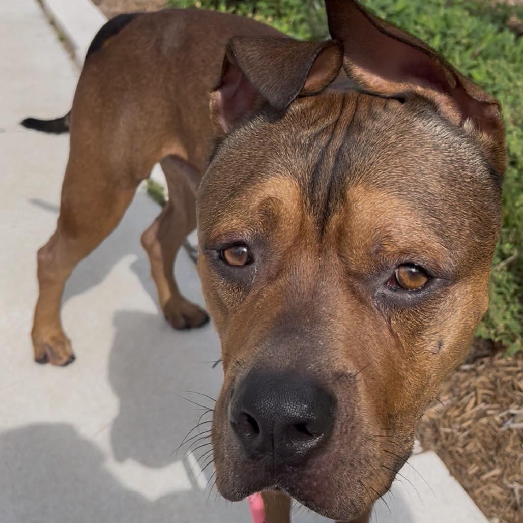 Enlarge Rocky, a Adoptable mixed breed in Tampa, FL image 2/6
