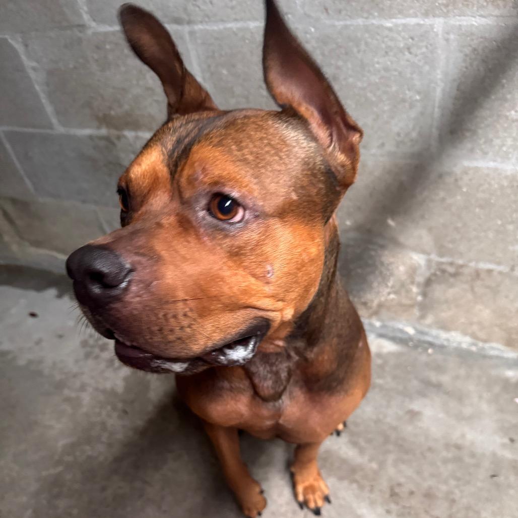 Enlarge Rocky, a Adoptable mixed breed in Tampa, FL image 3/6