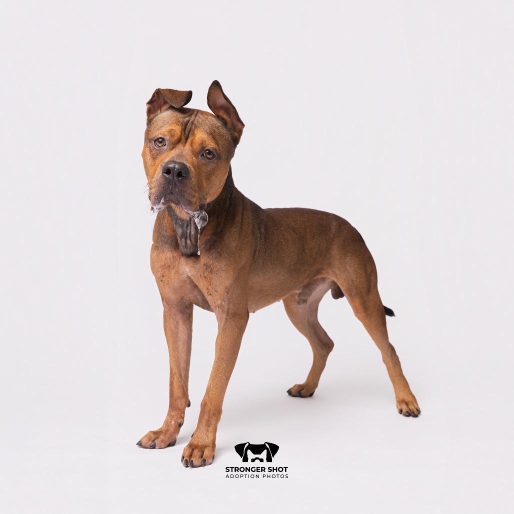 Enlarge Rocky, a Adoptable mixed breed in Tampa, FL image 4/6