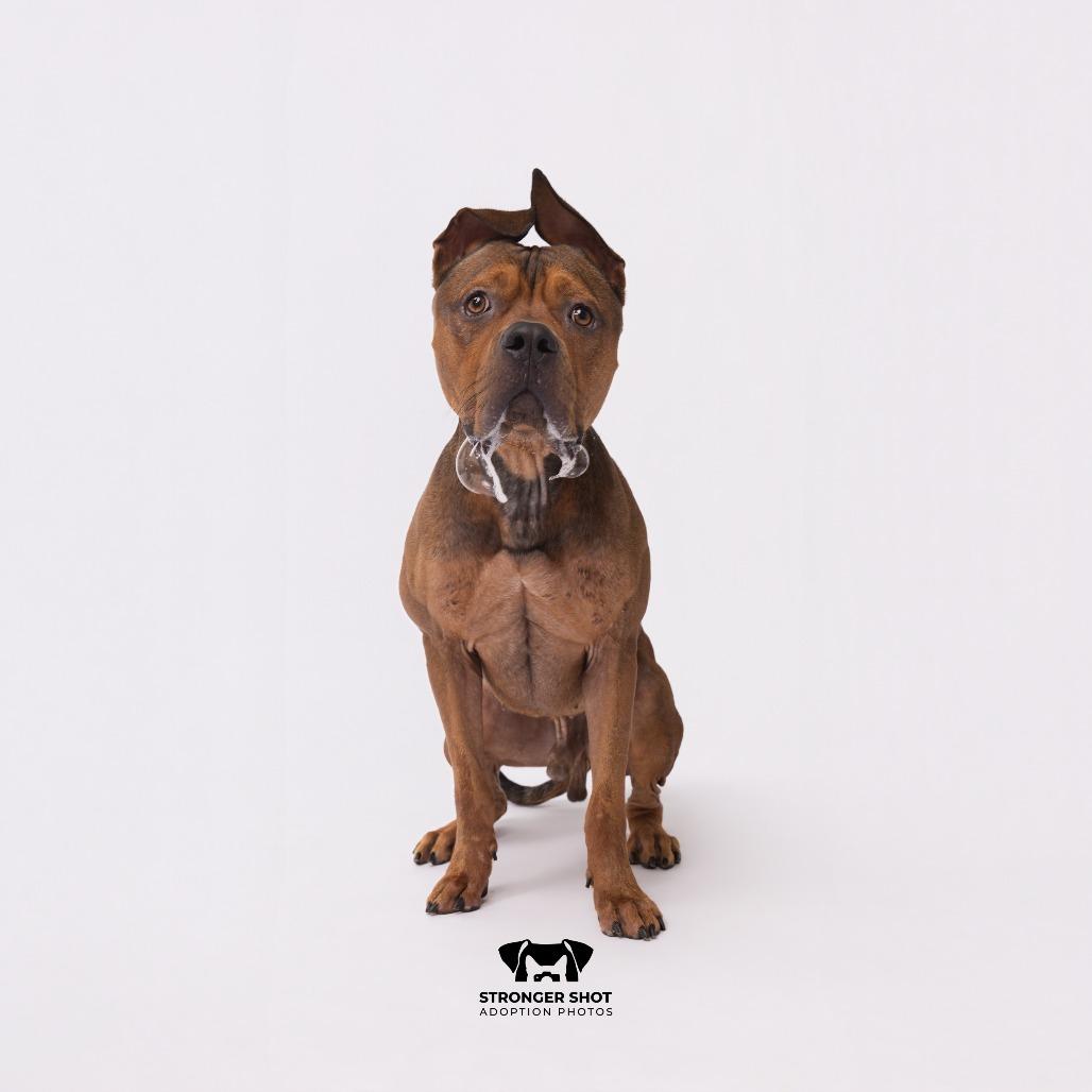 Enlarge Rocky, a Adoptable mixed breed in Tampa, FL image 5/6