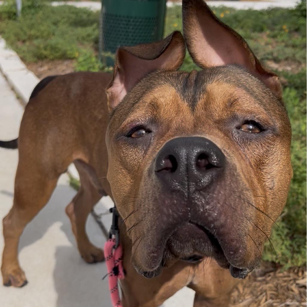 Enlarge Rocky, a Adoptable mixed breed in Tampa, FL image 6/6