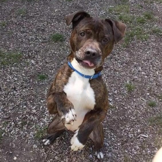 Meatball, a Adoptable Mixed Breed in Mount Pleasant, MI image 1/2