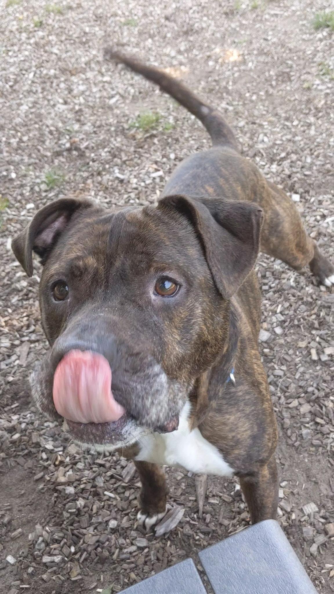 Meatball, a Adoptable Mixed Breed in Mount Pleasant, MI image 2/2