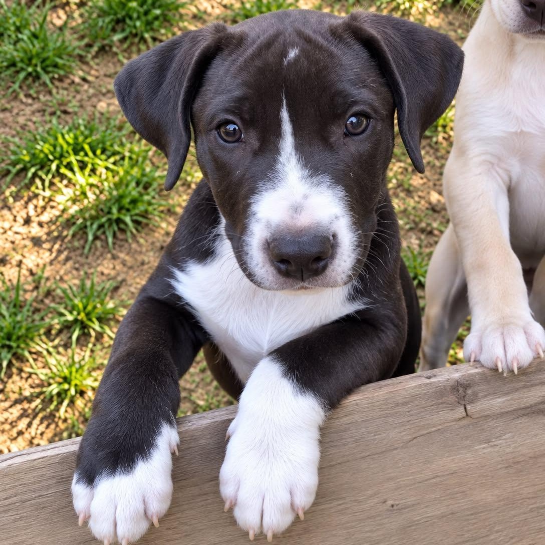 Enlarge Pikachu, a Adoptable mixed breed in Burlington, CT image 2/6