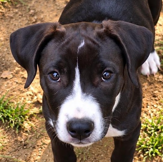 Enlarge Pikachu, a Adoptable mixed breed in Burlington, CT image 1/6