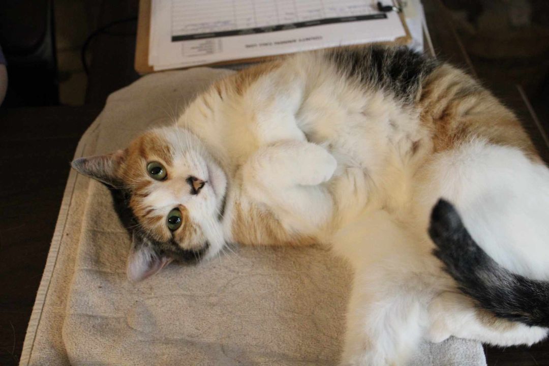 Enlarge Marigold, a Adoptable Domestic Short Hair in Mineola, TX image 1/1