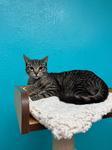 Biscuit, adopted, Young Female Domestic Short Hair.