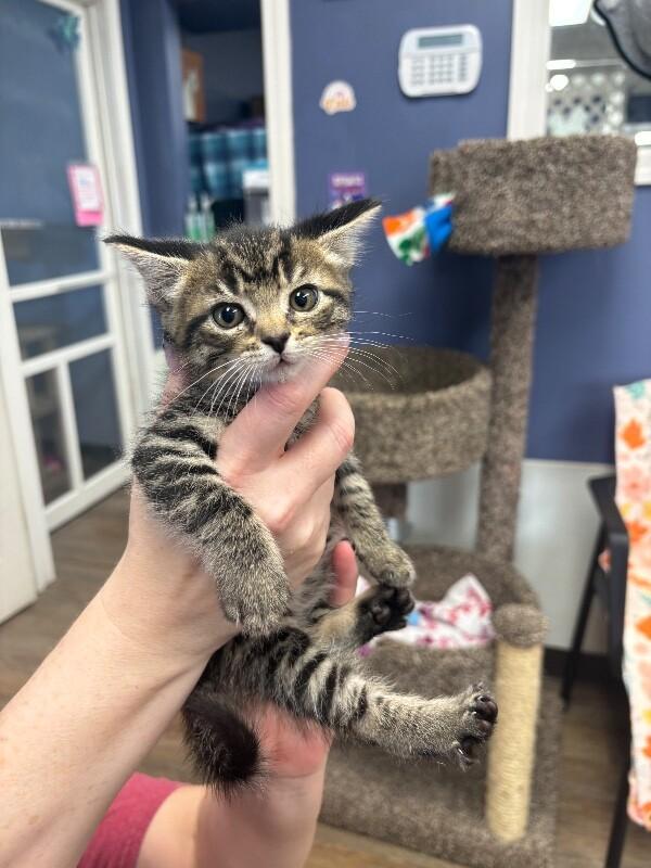 Enlarge Brownie, a Adoptable Domestic Short Hair in Belton, MO image 1/2
