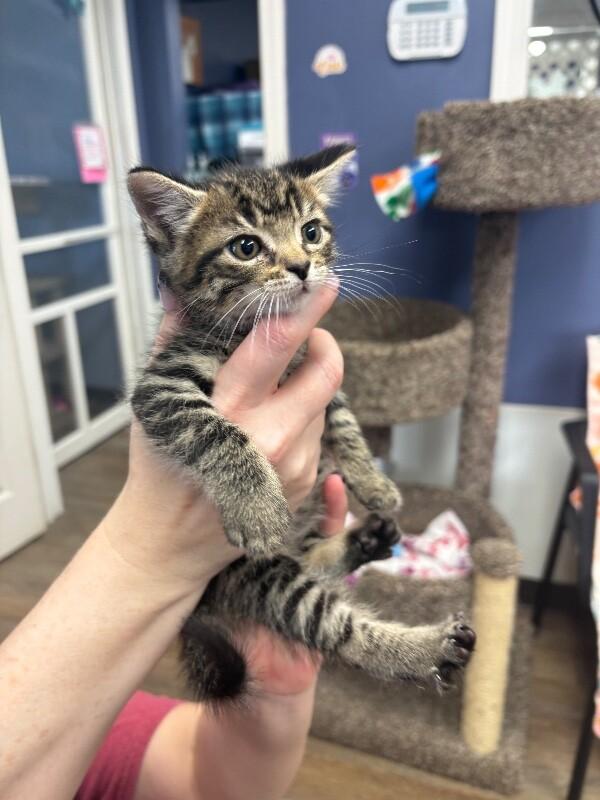 Enlarge Brownie, a Adoptable Domestic Short Hair in Belton, MO image 2/2
