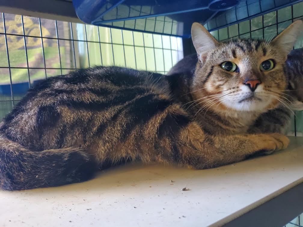 Natterjack, Adopted, Adult Male Domestic Short Hair.