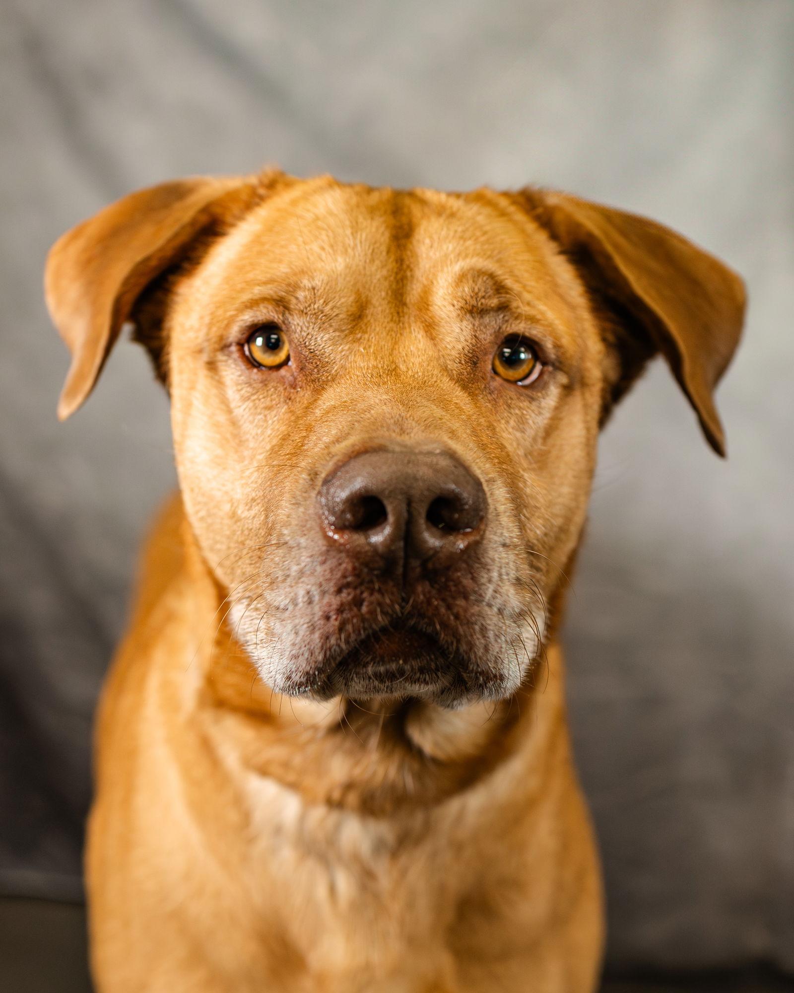 Buck, Adoptable, Adult Male Pit Bull Terrier & Shepherd.